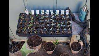 Seed Starting Basics Part 3: Up-Potting