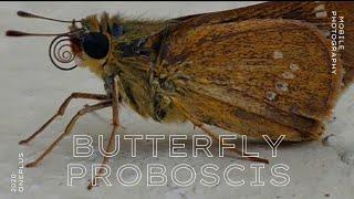 Butterfly Proboscis | Butterfly closeup | How butterfly drinks nectar | Butterfly cleaning proboscis