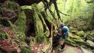 Yakushima - Di Sản Thiên Nhiên Thế Giới l Sông Hàn Tourist