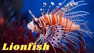 Pterois miles, the devil firefish or common lionfish