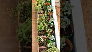 terrace garden #how beautifully arranged #organic #nochemicals #homegardentour #viralshort #garden |