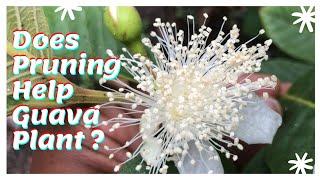 Guava Plant Pruning || TIPS ||