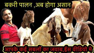 नए लोग बकरी पालन किसी तरह शुरू करें Goat Farming Business के लिए क्या क्या जानना  होता है?क्या सीखें