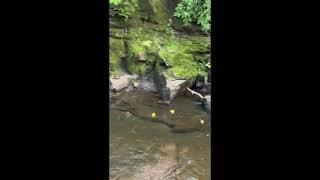GRHS PG25 Duck Race