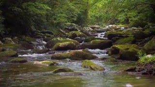 Natural landscape beauty of the Blue Ridge mountains - Asheville Nature Video