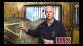 Equine Intramuscular Injections