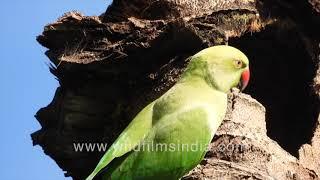 Rose-ringed Parakeet scouts out Common Myna nest in old coconut trunk