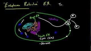 Biology Lecture - 22 - Endoplasmic Reticulum