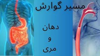 گوارش ... درباره دهان و مری در مسیر گوارش بیشتر بدانیم