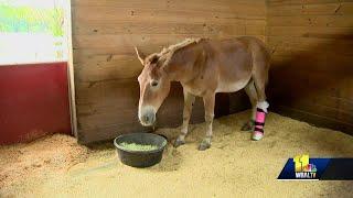 One-of-a-kind brace helps donkey heal from leg injury