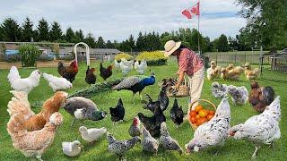 Simple and Happy Life Rooted in Nature: Raising Organic Chickens, Growing Food & Cozy Cooking