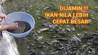 PANDUAN LENGKAP CARA BUDIDAYA IKAN NILA AGAR CEPAT BESAR