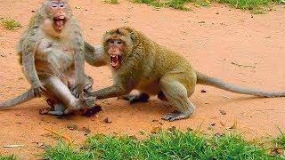 OMG! Big male monkey attacks Lizzy hard, Pity baby Lizza cry under mom