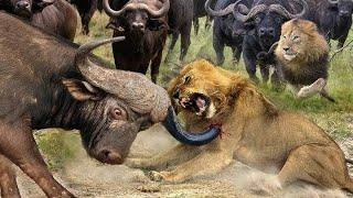 Buffalo attack lion and hunt Buffalo lioness group | dengrous fight | Amitdevkush33