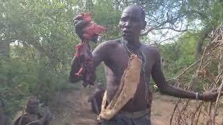 Hadzabe #Bush Tribe: Celebrating Tradition with a Big Hunting Day#live