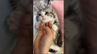 cute kitten #cute #cat #kitten #meow #catshorts #catvideos #catlover #cutecat #pets