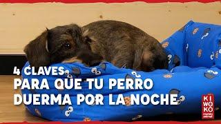 Mi perro no duerme por la noche ¿Qué hago? 【¡4 CLAVES! 】