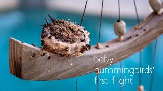 Baby Hummingbirds Leaving the Nest