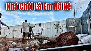 Anh Trương Giải Cứu Cây Xoài Giúp Em Nô Nè và Tin Vui Gà Tre Kiểng Đã Tiếp Tục Đẻ