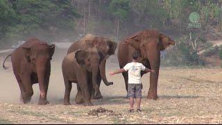 A Man Call Elephant - ElephantNews