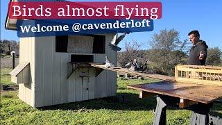 More Settling Pigeons 2023 YB plus CAVENDER LOFT BIRDS!