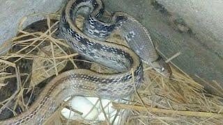 The big snake lays its eggs, Sreyloeng Home Trap