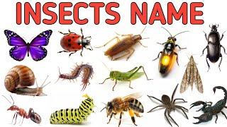 Insects Name in Hindi and English with Pictures | कीड़े मकोड़ों के नाम हिंदी और अंग्रेजी में #insect