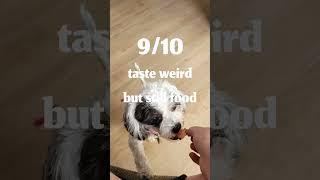 #tinydogs #dog #Peach #charlie #sad #trip #smalldog #petitchien  #chien #pov #povs #fypyoutube #fyp