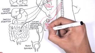 Neurology - Autonomic Nervous System