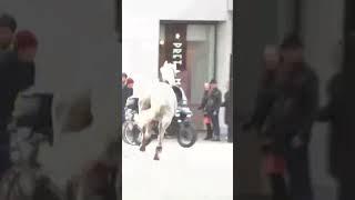 Moment escaped Household Cavalry horses rampage through London