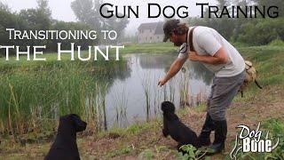 Gun Dog Training: Transitioning to the Hunt | Part: #1