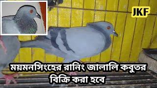 ময়মনসিংহের রানিং জালালি কবুতর বিক্রি করা হবে |০১৫৭৬৬১৭২৬৮| Jalali Kobutor Palon