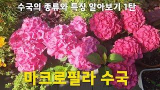 수국 종류와 특징 1탄 / 마크로필라수국 종류 및 특징 / 큰잎수국 / 원예수국 / 추천 7종 / 엔드리스썸머 / 산수국