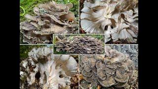 Pilzportrait | Klapperschwamm, Maitake, Spatelhütiger Porling, Laubporling | Grifola frondosa