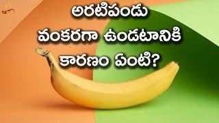 Why Are Bananas Grow Curved | #Banana | LR Media
