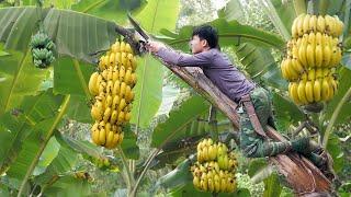 Harvest Big Bananas Go To Market Sell, gardening, grow asparagus. 2 year living off grid in forest