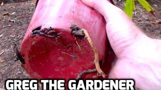 HowTo remove plants from pots with overgrown root systems - Greg The Gardener
