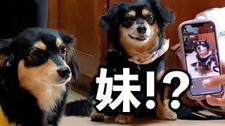 生き別れの兄弟と疑うくらい激似な犬に出会った