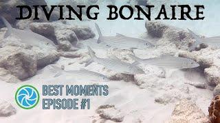 Diving Bonaire - Best Moments - Episode #1 | TropicLens - 4K