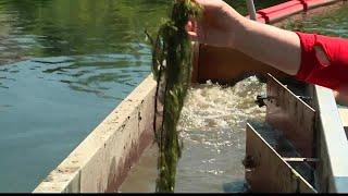 Milfoil has been almost completely removed from one Maine lake