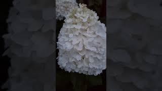 Обзор гортензий на даче в Дрездене
