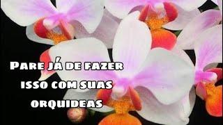 PARE DE FAZER ISSO COM A PHALAENOPSIS