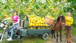 Use 3-Wheeled Vehicle Harvesting A Lots Of Grapefruit Goes To The Market Sell - Farm Life