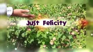 INTRO | JUST FELICITY 