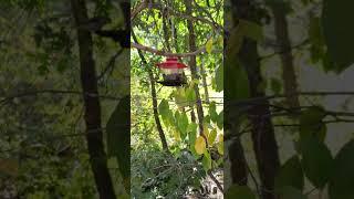 Сhipmunk eats from a bird feeder at Box Cañon Falls Park (Colorado)