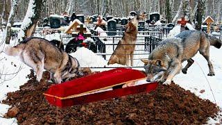 Волки вырыли свежую могилу. Вскрыв гроб, люди были в ужасе!
