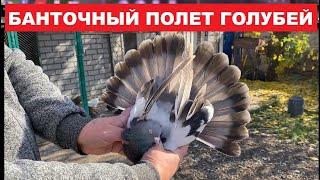 Николаевские голуби с банточным полетом, миф или реальность. Сизые и молочные николаевские голуби.