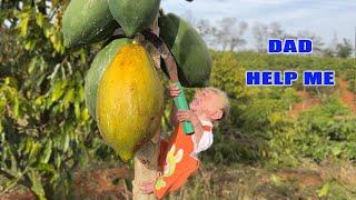 Baby monkey Moon fails to pick a papaya and has to ask dad for help