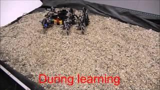Hexapod robot AMOSII: Sensorimotor learning for compliance control of a legged robot