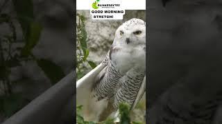 Good Morning Owl  #owl #owls #youtubeshorts #cute #shortsfeed #shortvideo